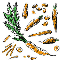 Wall Mural - Collection of vector illustrations of carrots. Colored hand-drawn sketches. Vintage style engraving. Part 1