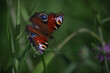 Pfauenauge Schmetterling auf Grashalm
