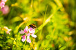 Bee on wildflower, autumn,