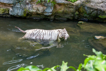 Wall Mural - The white tiger is a pigmentation variant of the Bengal tiger.  Such a tiger has the black stripes typical of the Bengal tiger, but carries a white or near-white coat.