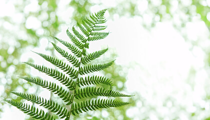 Wall Mural - green fern leaf close up on abstract blurred natural background. mysterious forest plant. Summer season