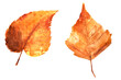 Watercolor drawing of autumn leaves isolated on the white background. Hand painted illustration of red and yellow leaf.