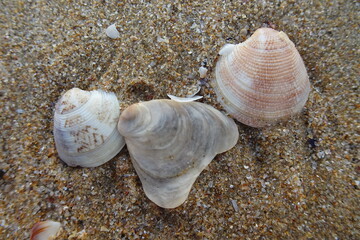 Poster - shell on the beach - seaside