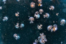 Jellyfish In Aquarium