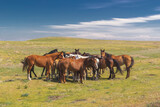 Fototapeta Konie - Herd of horses with foals on the vastness of the veldt against the background of a blue sky with clouds on a sunny day