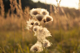 Fototapeta Dmuchawce - Beautiful autumn grasses in the sun. Autumn colors.