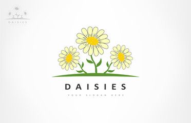 Wall Mural - daisies logo vector. chamomile floral design.