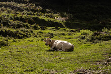 White Cow Laying On The Green Grass In The Mountains, Catalonia, Pyrenees, Spain