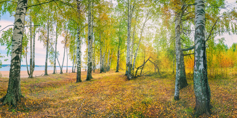 Wall Mural - birch grove on a sunny autumn day, panoramic landscape.