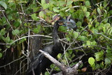 Fototapeta Zwierzęta - Anhinga catches a fish and.kills it.