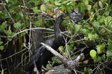 Fototapeta Zwierzęta - Anhinga catches a fish and.kills it.