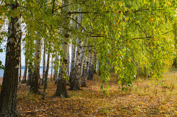 Wall Mural - birch grove on a sunny autumn day, panoramic landscape.