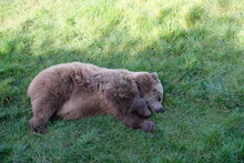 Sleeping Brown Bear