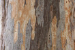 Texture of mature eucalyptus tree trunk