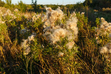 Thistle Seed Head. Fluffy Thistle Seeds. Evening Light