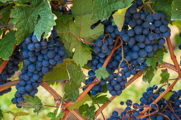 Close up of ripe juicy blue grapes just before the harvest on the vine 