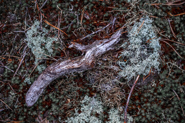 Sticker - Closeup shot of ground of the forest with dry branches and leaves, a beautiful fall background