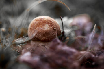 Wall Mural - Closeup shot of a small cute wild mushroom in the forest