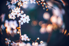 Closeup Shot Of A Beautiful Blossomed Cherry Tree Was A Beautiful Spring, Flowery Background