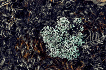 Sticker - Closeup shot of ground of the forest with dry branches and leaves, a beautiful fall background