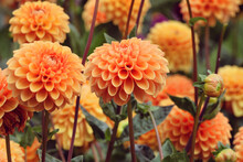Orange Ball Dahlia 'Sylvia' In Flower