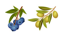 Blueberry And Olive Tree Branches Set. Twigs With Green Leaves And Ripe Fruits And Berries Vector Illustration