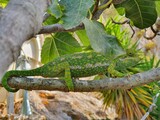 Fototapeta Na drzwi - Chameleon on a tree