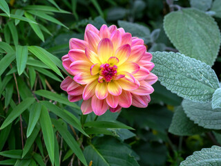 Wall Mural - Beautiful Dahlia flower surrounded by green plants in a garden