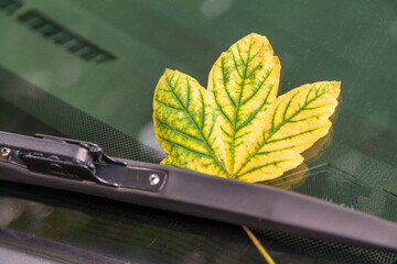 Start of autumn, yellow leaf on car glass