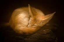 Little Fennec Fox Sleeps Curled Up In A Ball. Close-up