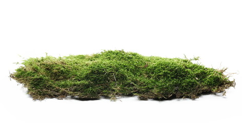 Green moss isolated on white background