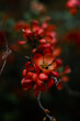 © Мария Афанасьева - small red flowers