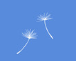 Dandelion pappus of seed head, white vector silhouette 