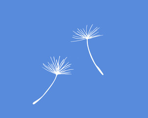 Wall Mural - Dandelion pappus of seed head, white vector silhouette 