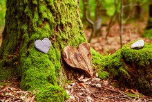 Funeral Heart Sympathy. Funeral Heart Near A Tree. Natural Burial Grave In The Forest. Heart On Grass Or Moss. Tree Burial, Cemetery And All Saints Day Concepts	