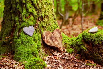 Funeral Heart sympathy. funeral heart near a tree. Natural burial grave in the forest. Heart on grass or moss. tree burial, cemetery and All Saints Day concepts	