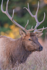 Wall Mural - Bull Elk