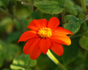 Wall Mural - Tithonia rotundifolia or Mexican sunflower flower in summer cottage garden