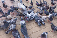 Lots Of Wild City Pigeons On The Cobblestones In The Square