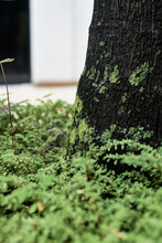 Tree Moss With Small Green Plants Around It Attached To The Trunk With White Background