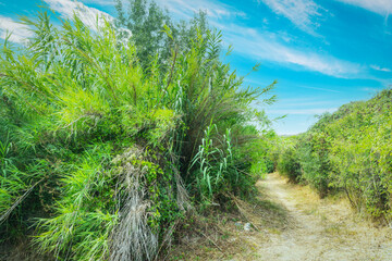 Wall Mural - Path in the forest under a blue sky in Sardinia