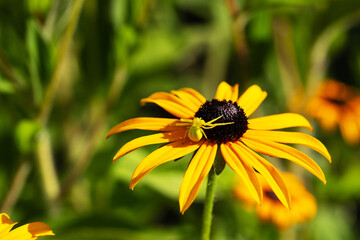 Wall Mural - Beautiful background with large yellow Rudbeckia flower