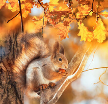 Cute Animal Squirrel With A Fluffy Tail Sits In An Autumn Park And Nibbles A Nut Among The Golden Foliage