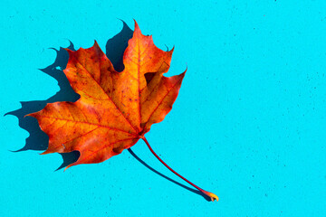 Wall Mural -  autumn leaf on the blue, turquoise background . Abstract background of leaf. The concept of  fall, autumn.Copy space