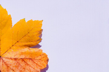 Wall Mural -  autumn leaf on the  background . Abstract background of leaf. The concept of  fall, autumn.Copy space