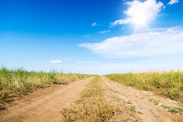 Wall Mural - Field of green grass. Dirt road to the horizon.