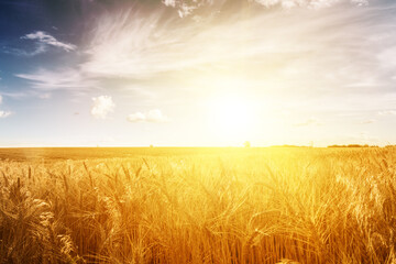 Canvas Print - Wheat field at sunset. Ears closeup.