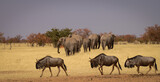 Fototapeta Sawanna - Elephants and blue wildebeests