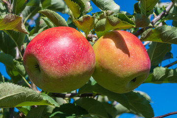 apples on a branch