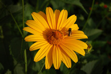 Yellow Daisy With Fly And Spider